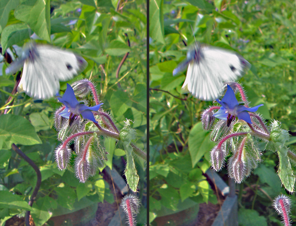 Kohlweißling startet von Boretschblüte