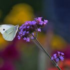 Kohlweissling und Sommerfarben