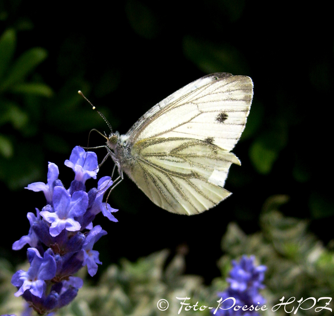 Kohlweisssling auf Lavendel