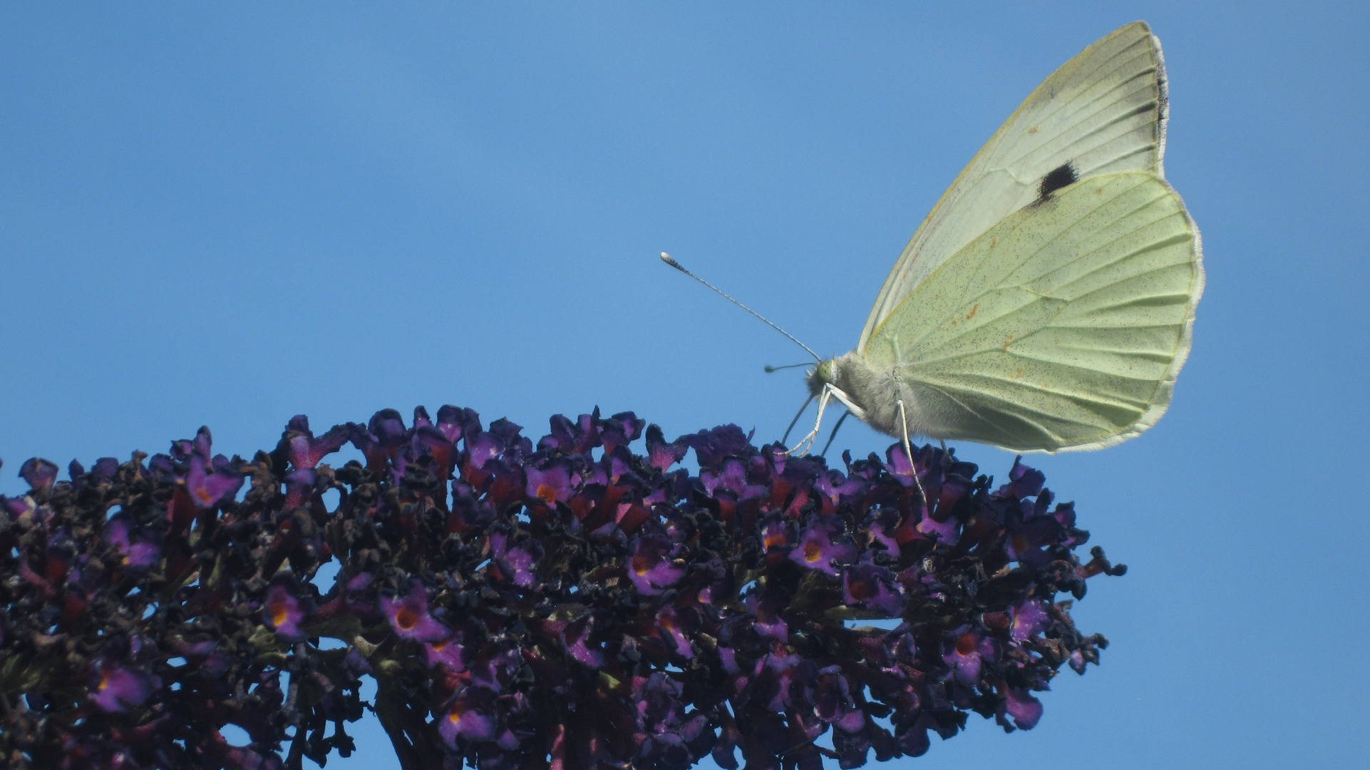 Kohlwießling auf Sommerflieder