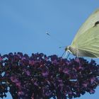 Kohlwießling auf Sommerflieder