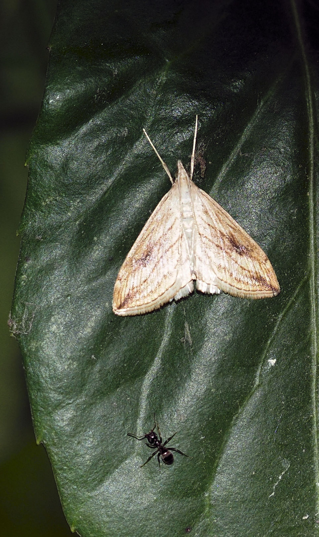 Kohlzünsler Evergestis forficalis