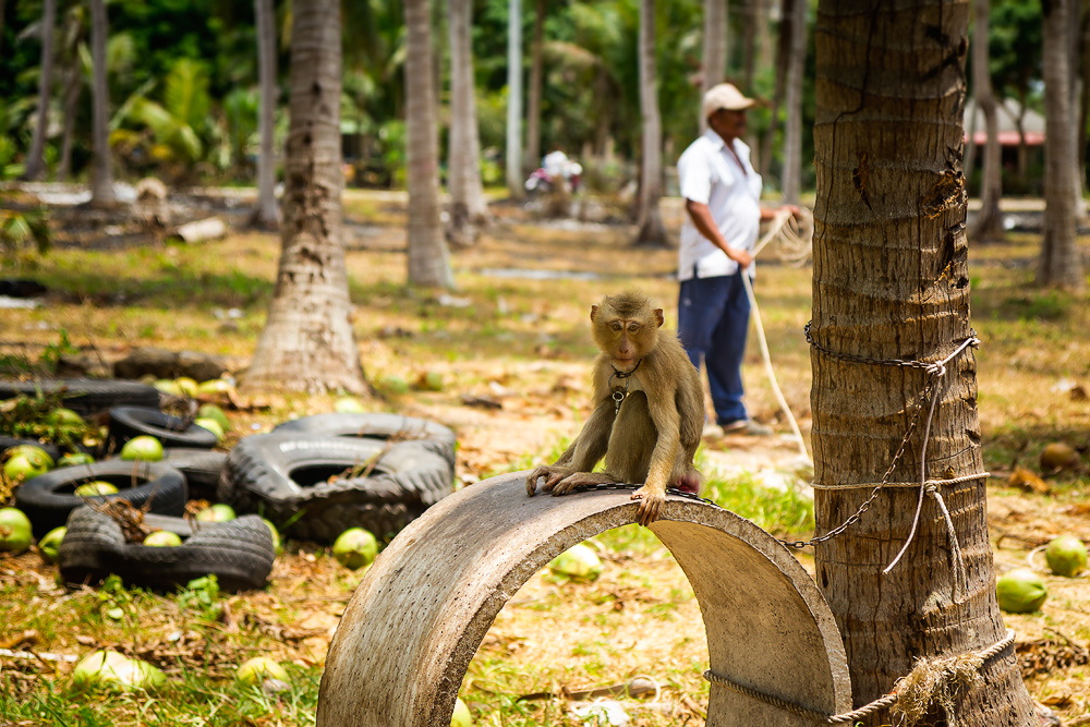 KohSamui14#072