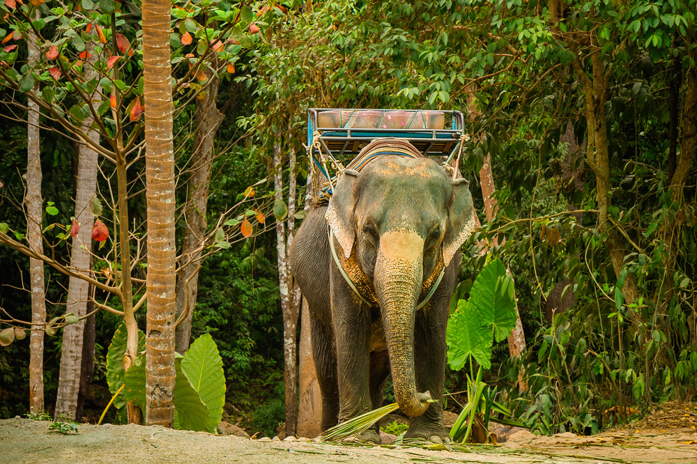 KohSamui14#080