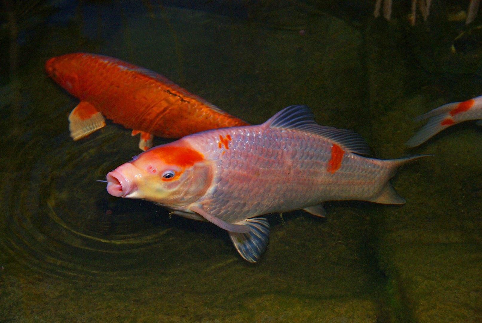 Koi 1 Foto Bild Tiere Wildlife Fische Bilder Auf Fotocommunity