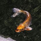 Koi