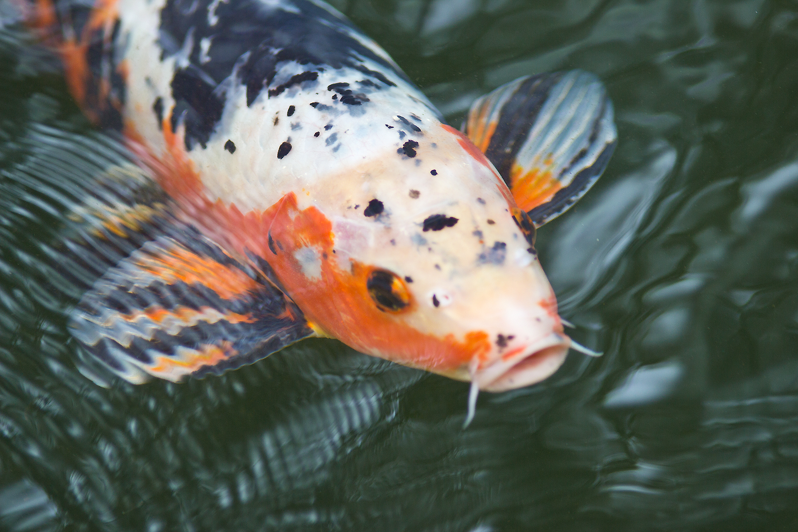 Koi