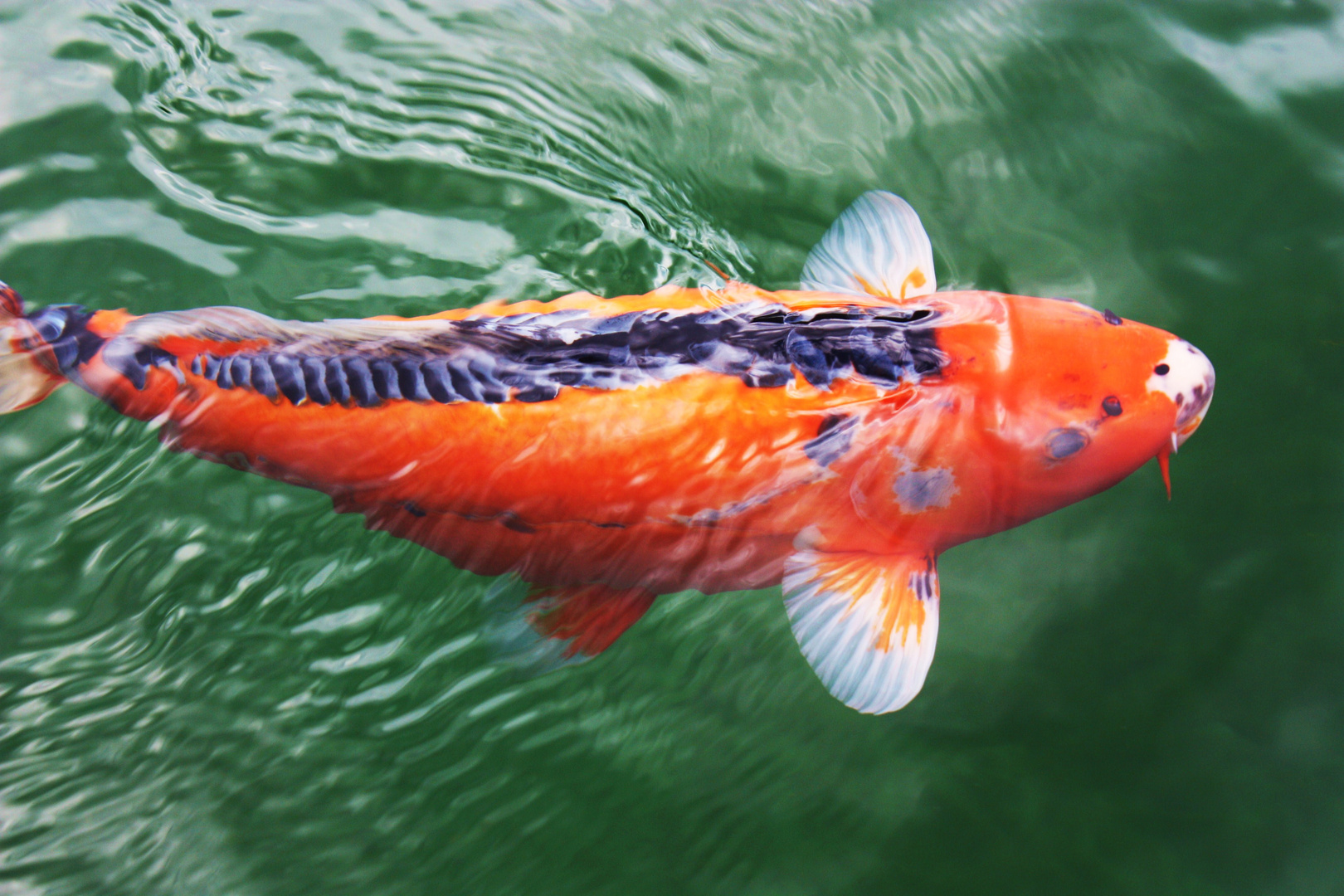 Koi Foto Bild Tiere Haustiere Aquaristik Bilder Auf Fotocommunity