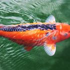 Koi