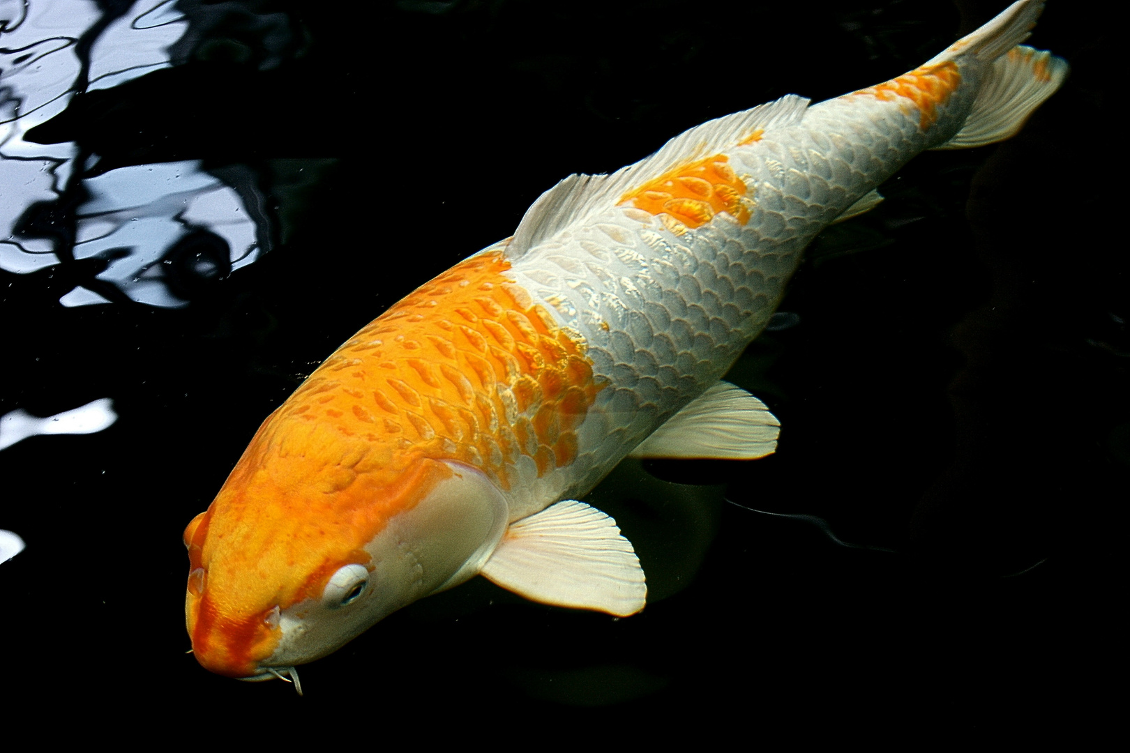 Koi Foto & Bild | tiere, fische koi wasser, natur Bilder auf fotocommunity