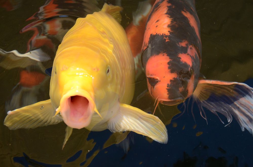 Koi Foto & Bild tiere, wildlife, fische Bilder auf