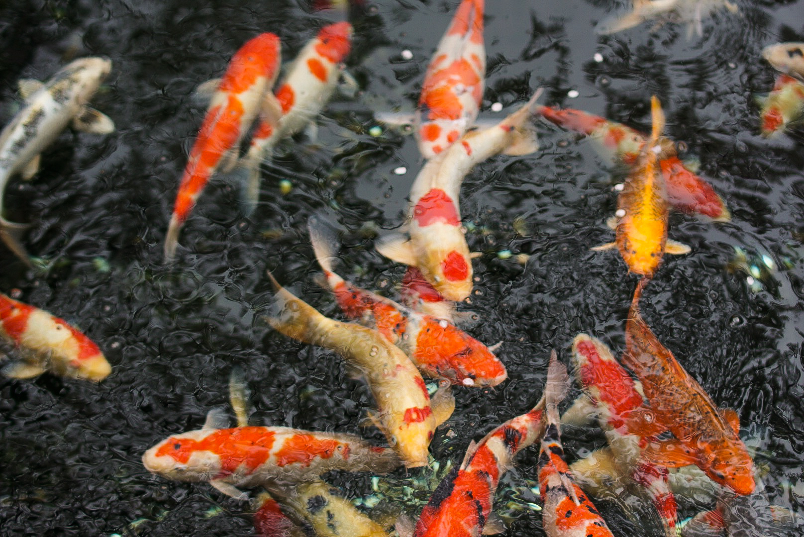 Koi