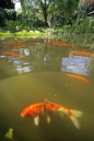 Koi