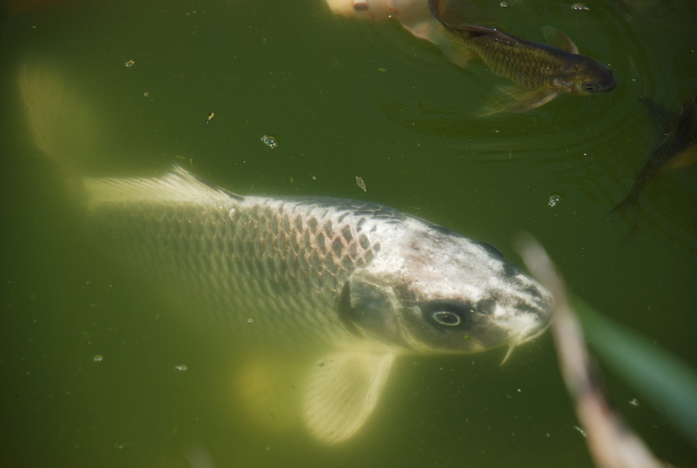 Koi