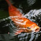 Koi Ahnung