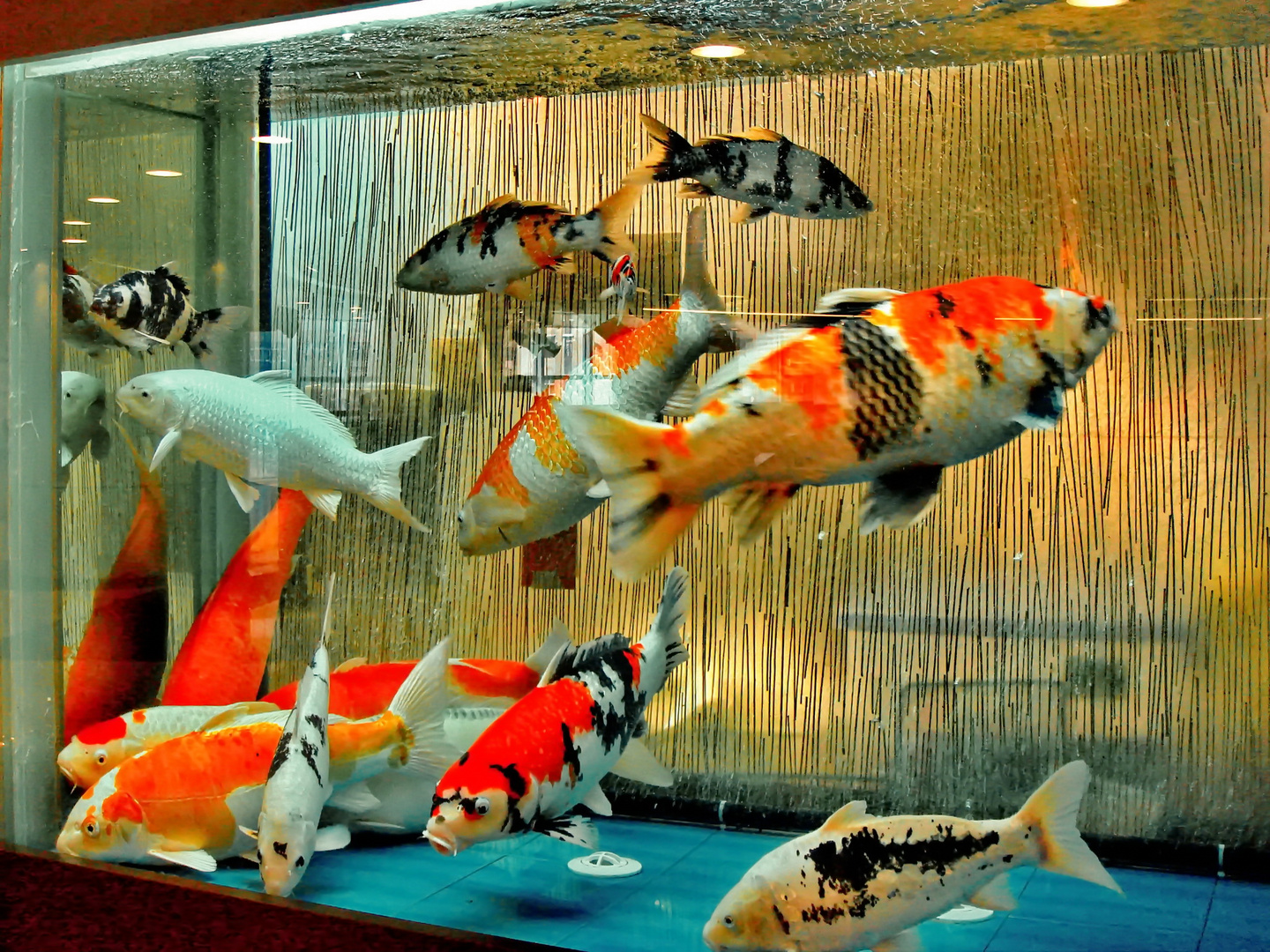 Koi Aquarium