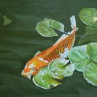 Koi