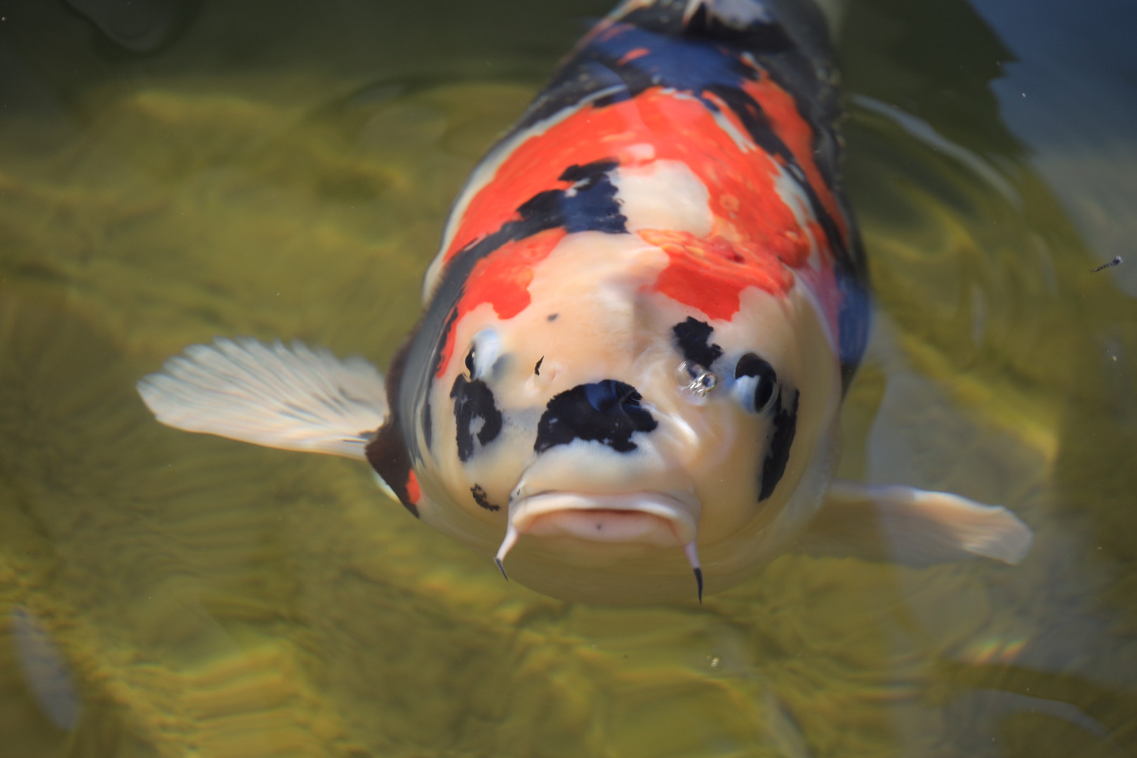 Koi