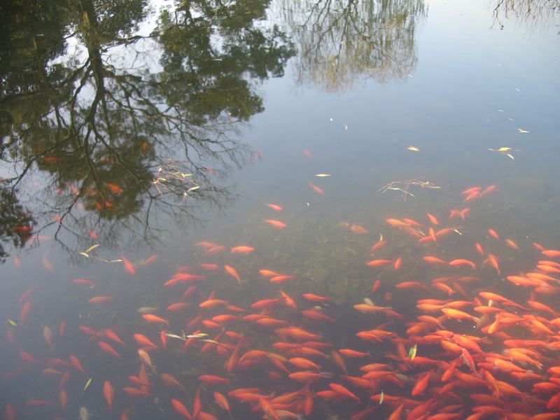 Koi carp at West Lake, Hangzhou, China