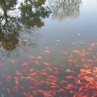 Koi carp at West Lake, Hangzhou, China