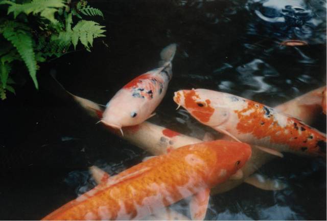 Koi