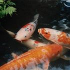 Koi