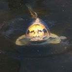 Koi