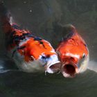 Koi-Duett