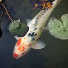 Koi