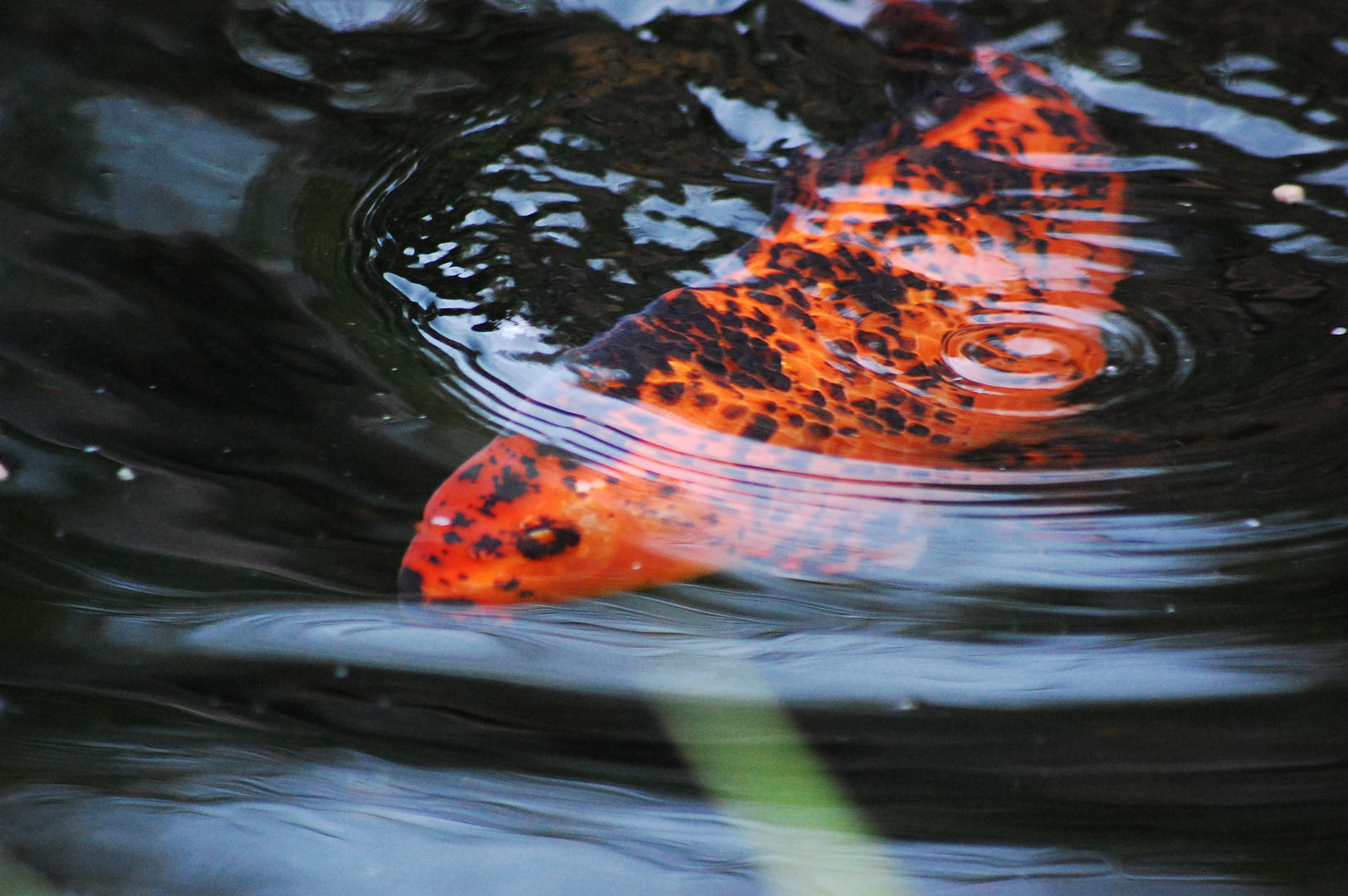 koi en mouvement