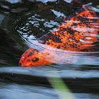 koi en mouvement