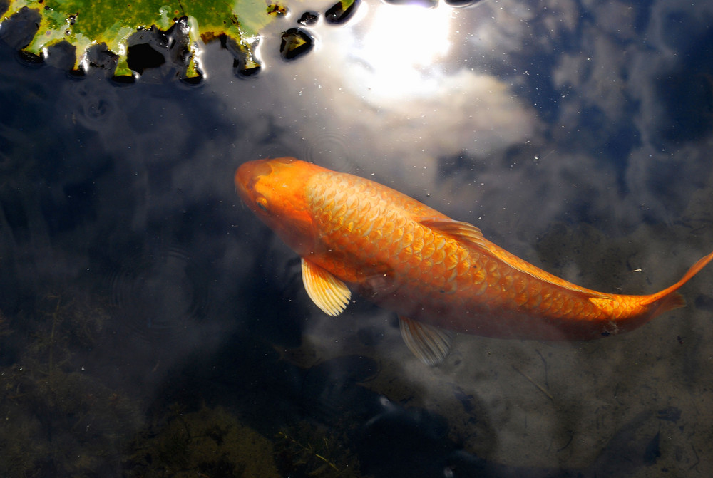 Koi