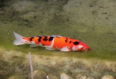 Koi-Fisch