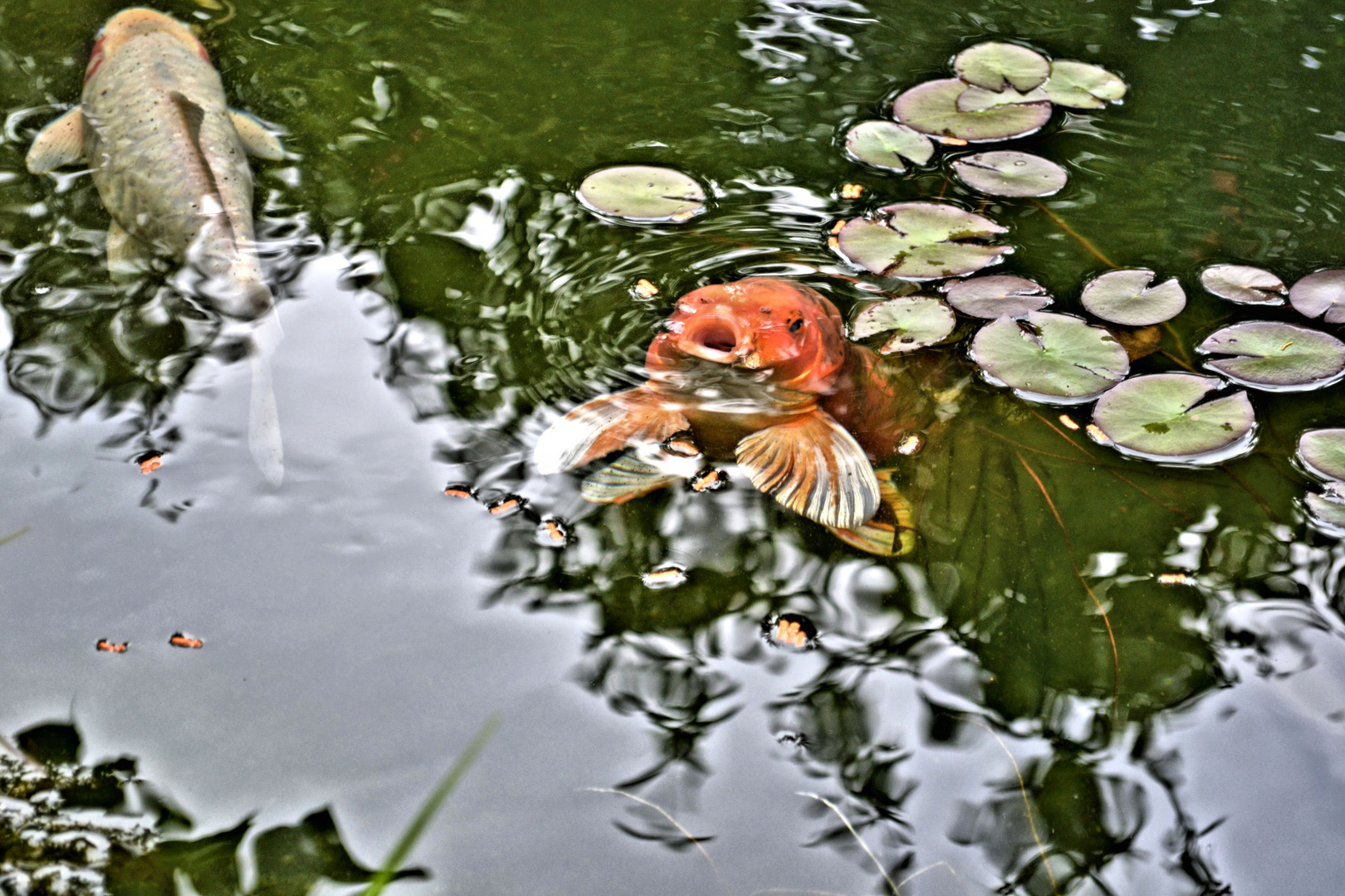 Koi Fisch beim fressen Foto & Bild wasser, teich, japan Bilder auf