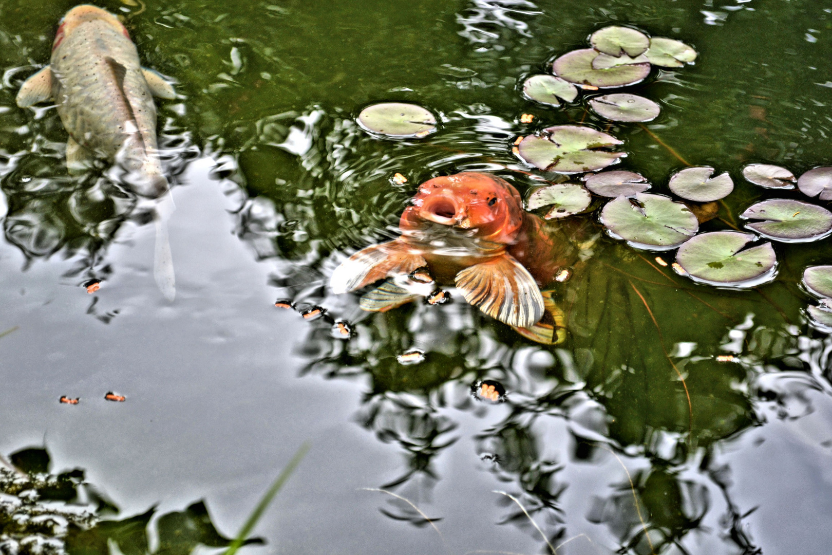 Koi Fisch beim fressen