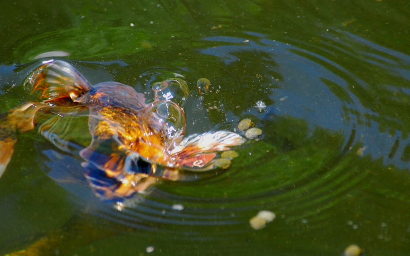 Koi Fishes