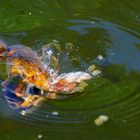 Koi Fishes