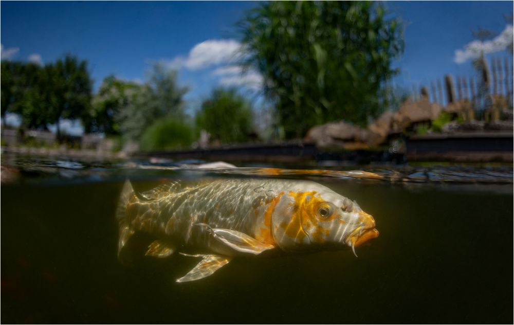 Koi Hai Foto & Bild fotos, world, teich Bilder auf