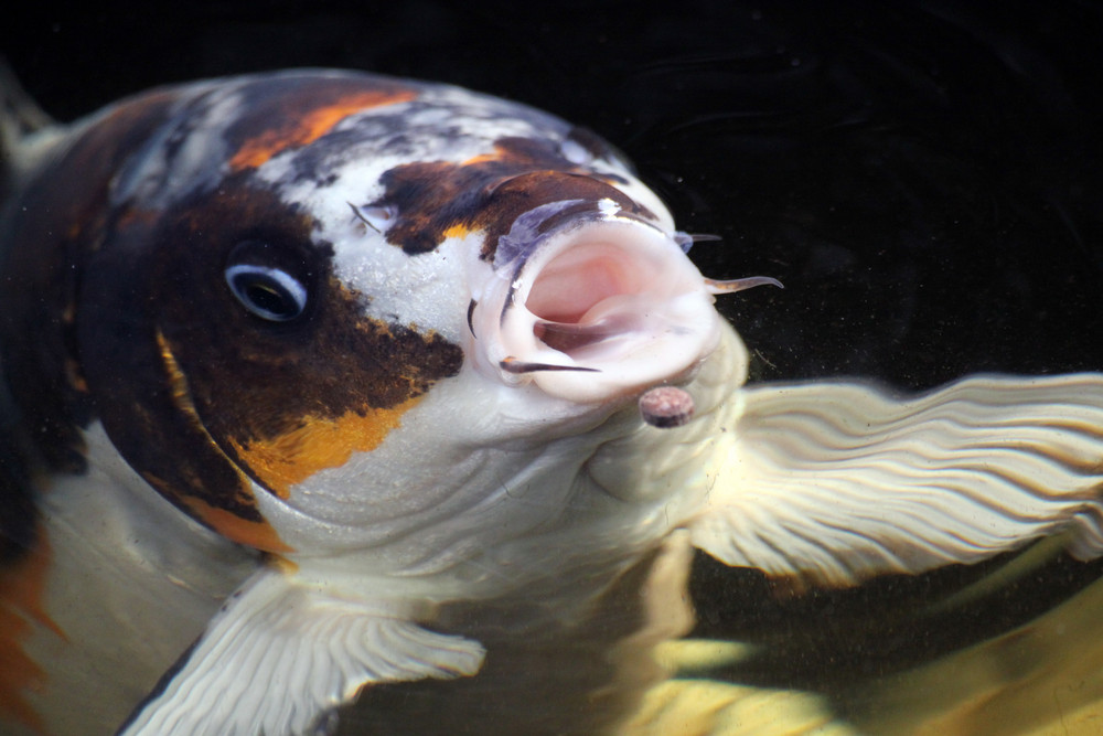 Koi - Ich brauche Wasser zum atmen