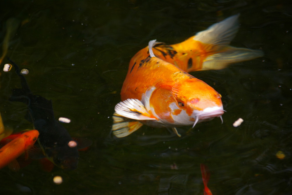 Koi im Anflug