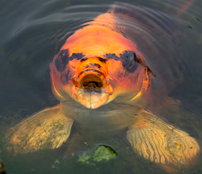 Koi im Gartenteich