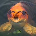 Koi im Gartenteich