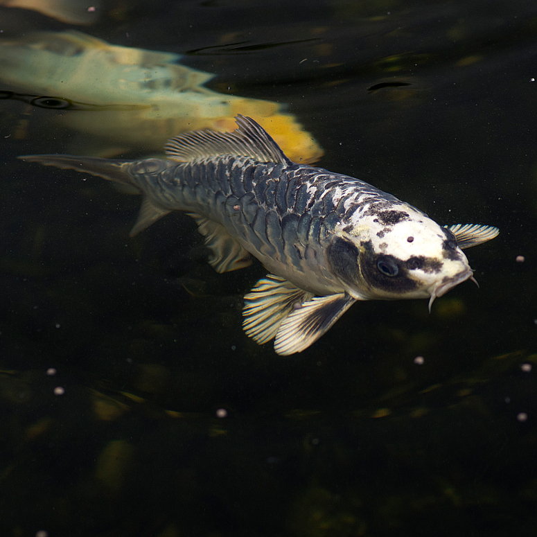 Koi im Gartenteich Foto & Bild tiere, haustiere, aquaristik Bilder