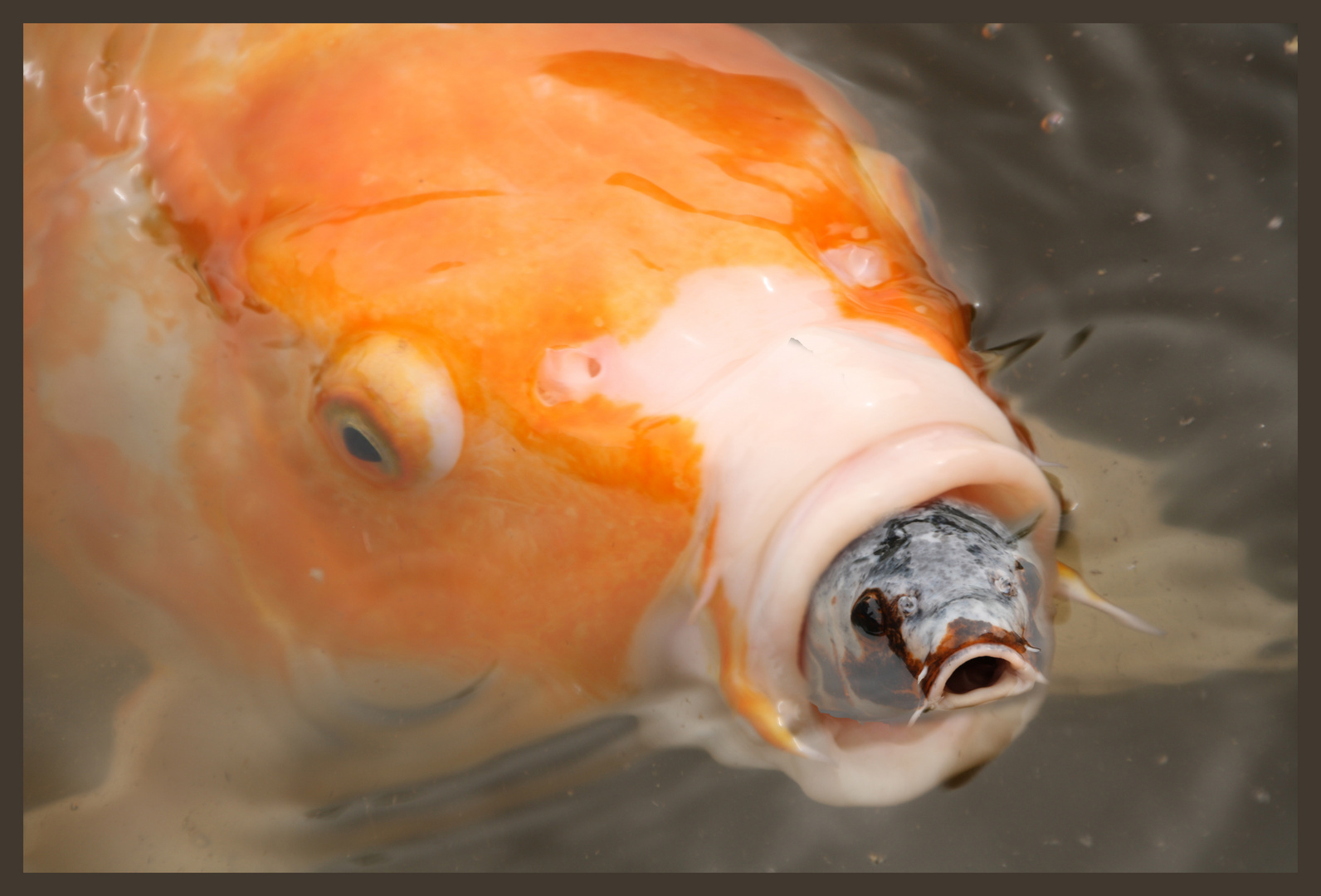 Koi im Koi Foto & Bild tiere, wildlife, fische Bilder auf