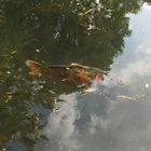 Koi im Teich