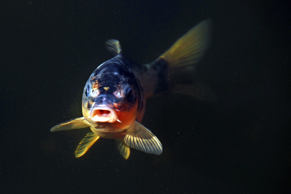 Koi im Teich