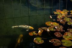 Koi im Wasser