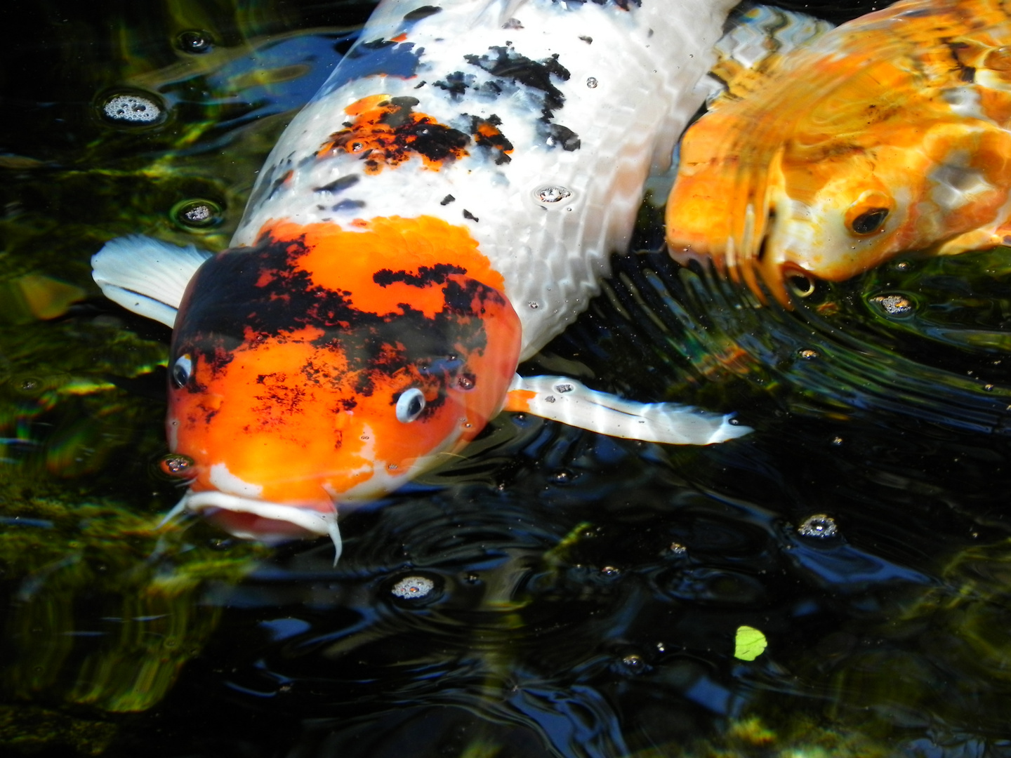 koi in california