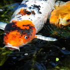 koi in california