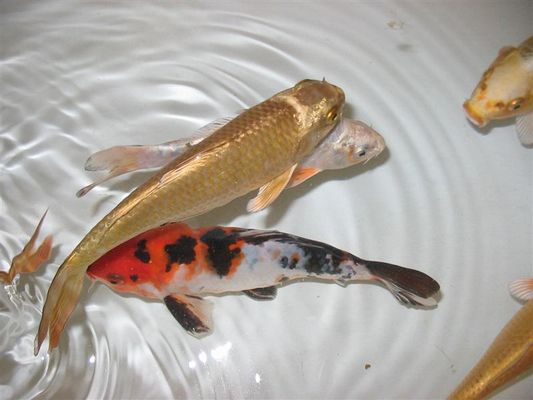 Koi in der Badewanne